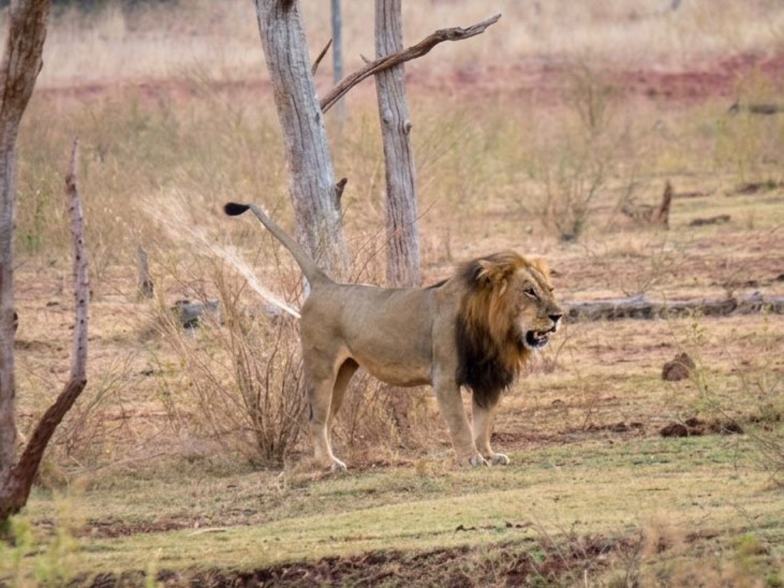 A male lion standing in the bush on the Lake Kariba shore