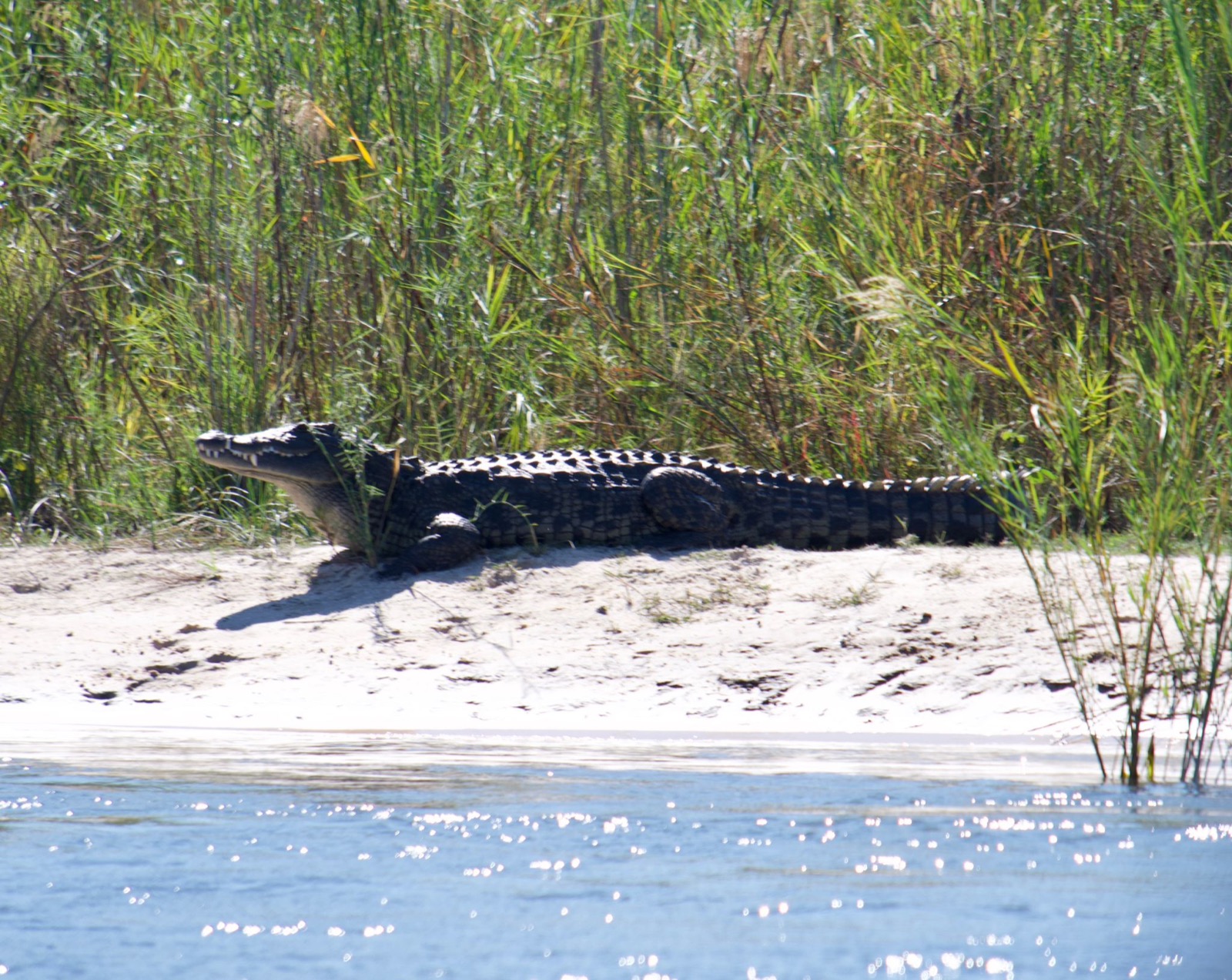 A large crocodile basking on a sandbank along the river