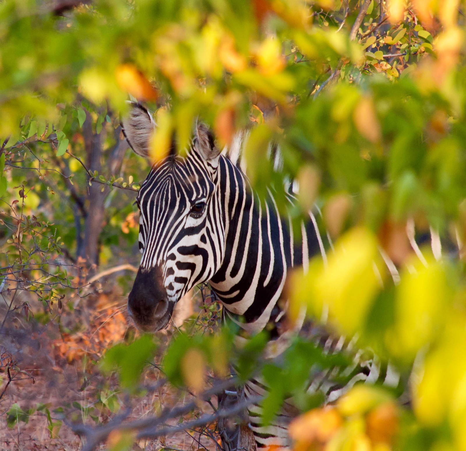 A zebra framed by autumn-toned foliage in the bush